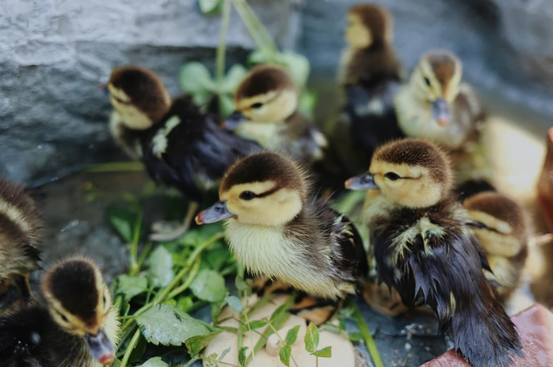 many small birds sitting in the grass together