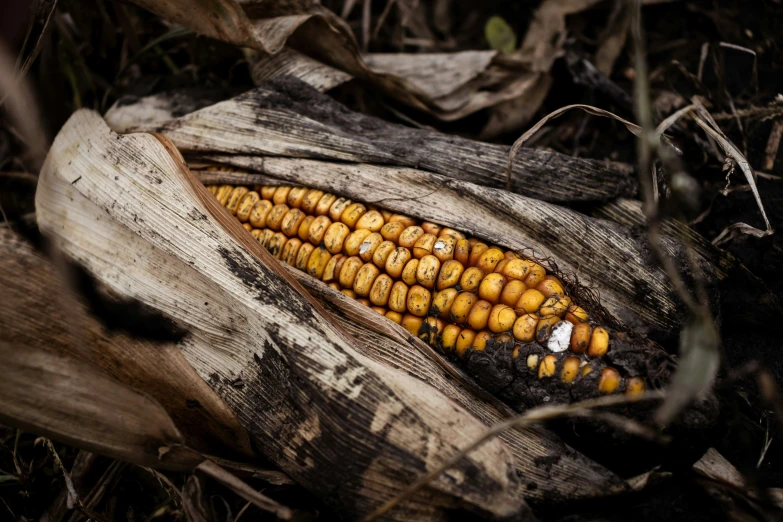 a cob of corn sits in the ground next to leaves