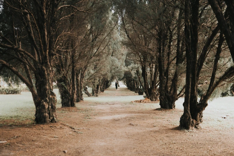 a dirt road runs through some trees