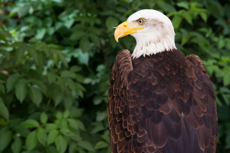 a bird that is standing near some trees