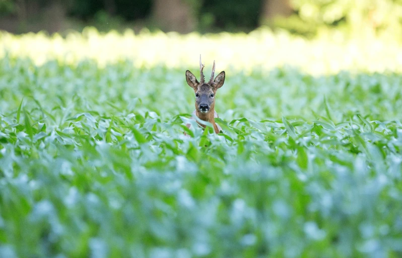 a deer in a field of grass and green plants
