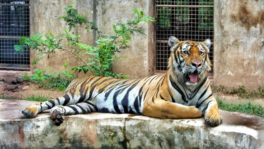 a tiger that is sitting on some stone