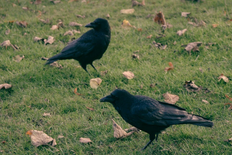 two birds are sitting on the grass together