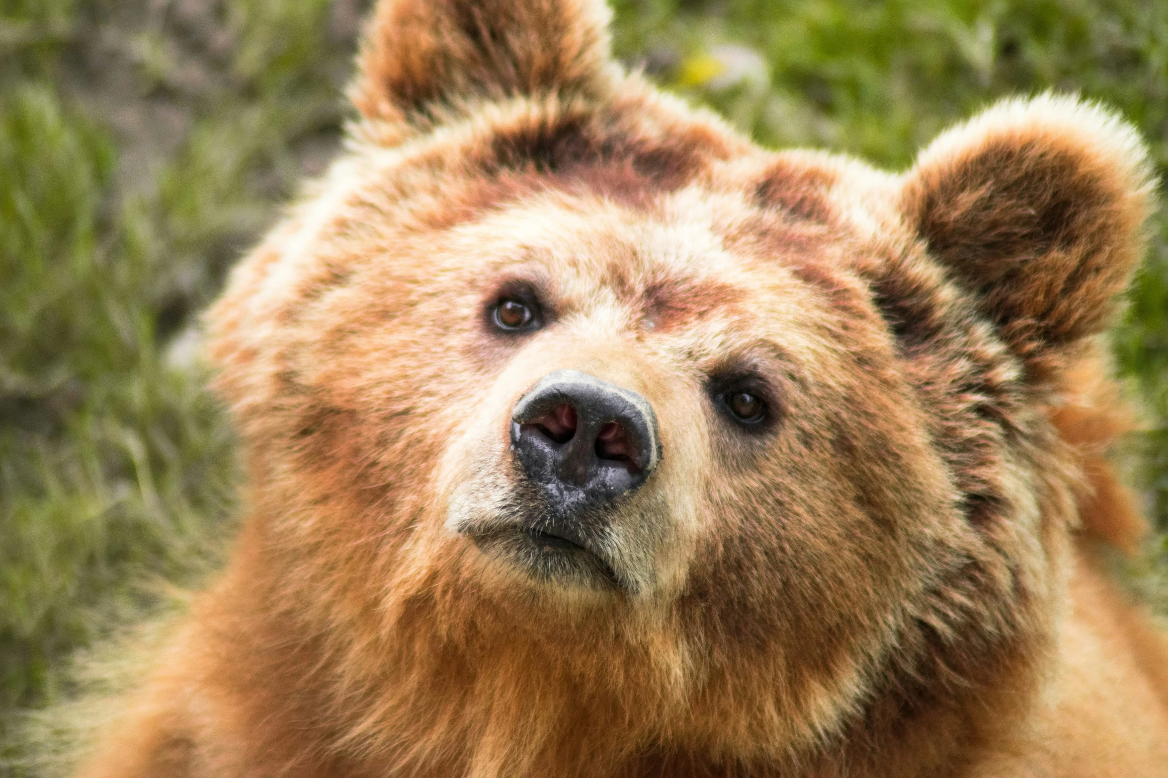 a close up of a bear's face looking to the right