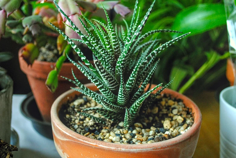 three green plants in clay pots with gravel