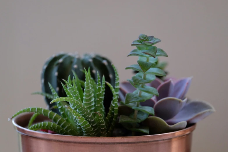 several potted plants in a small, metal bowl