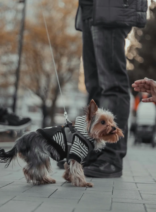 a dog is wearing a jacket and leash