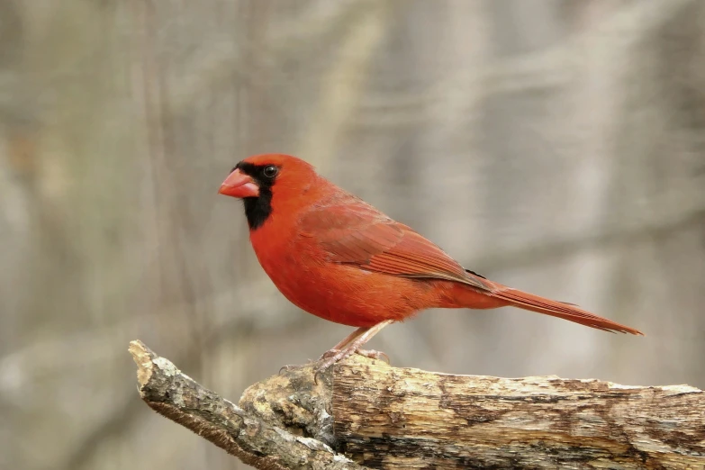 a red bird sitting on a tree nch