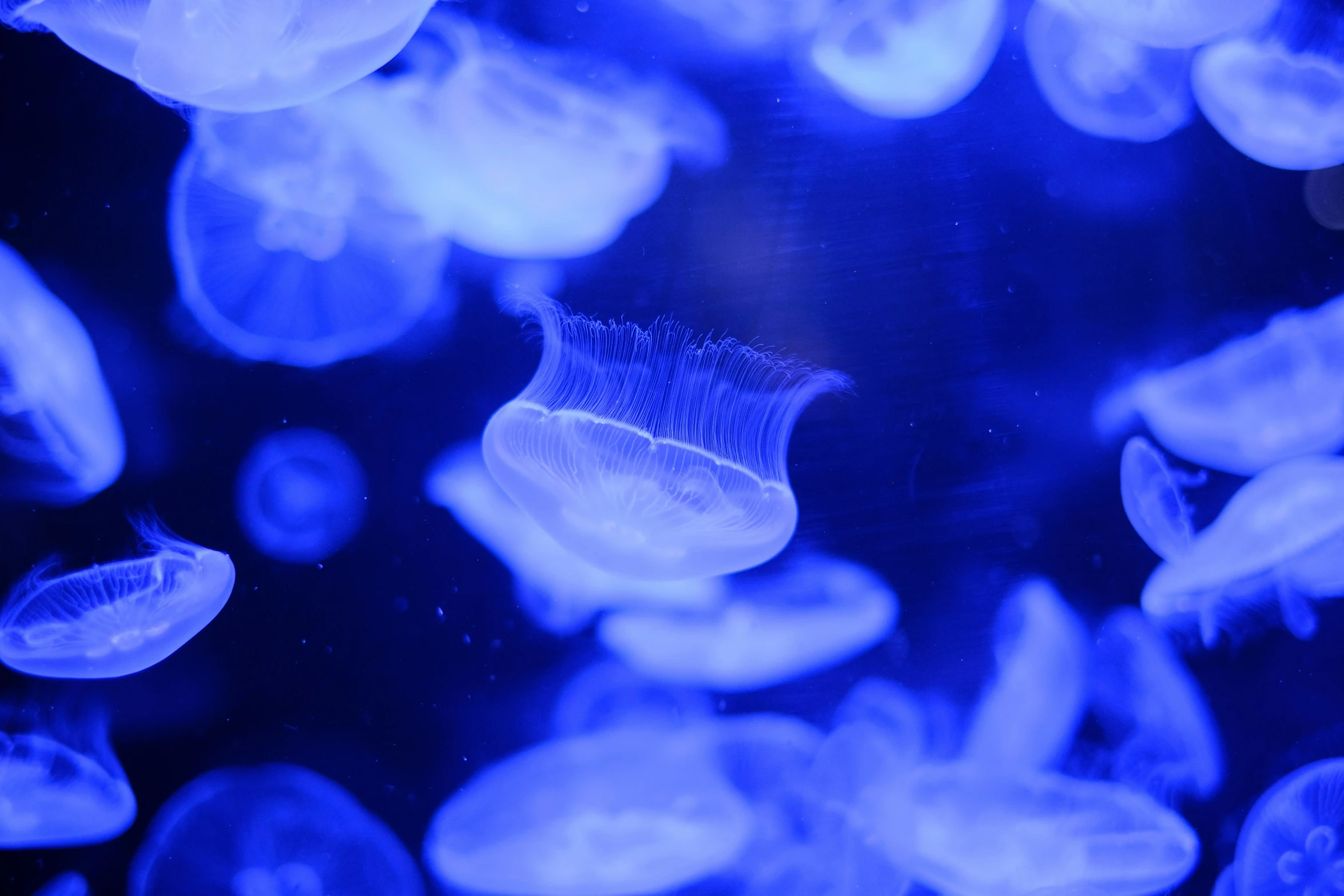 blue jellyfish swimming in a blue water pond