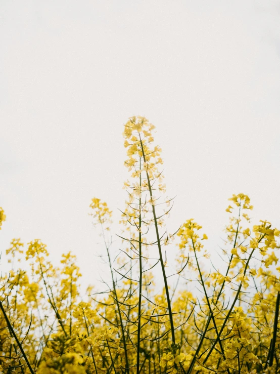 yellow flowers on trees looking towards the sky