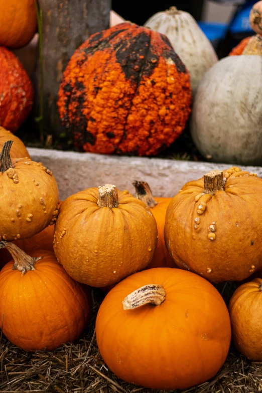 several pumpkins sit in a pile on the ground