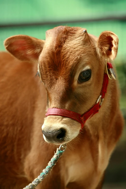 an infant calf standing in a stable next to his harness