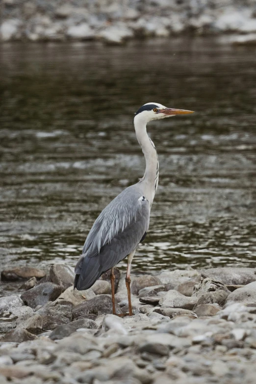 a grey crane is standing on some rocks by water