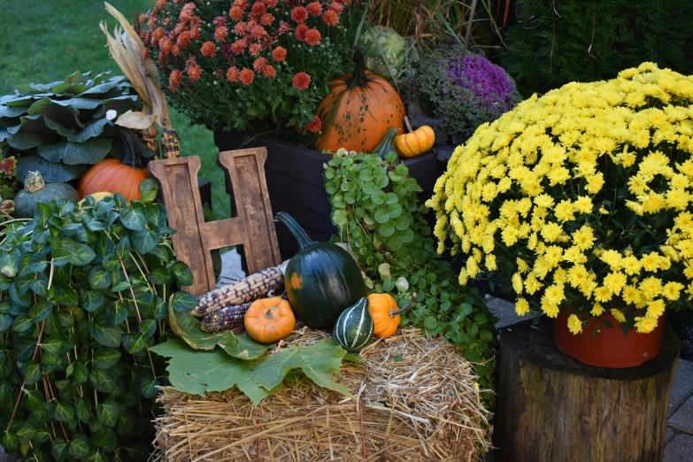 several vegetables and fruit on display in the garden