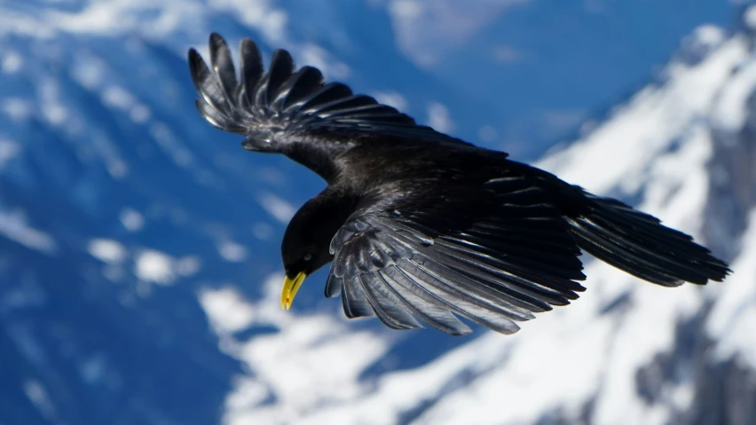 a black bird with yellow beak flying above the mountains