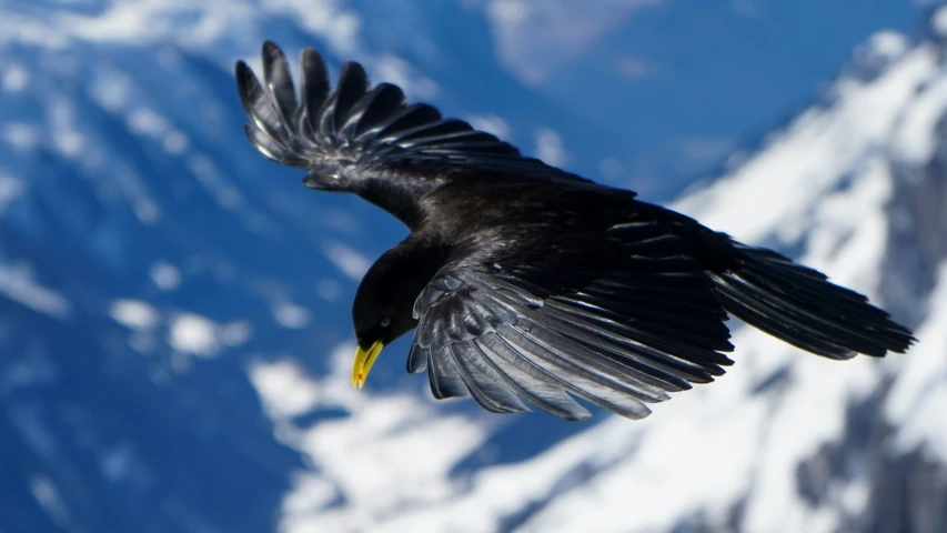 a black bird with yellow beak flying above the mountains