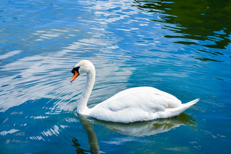 a white swan swimming across a body of water