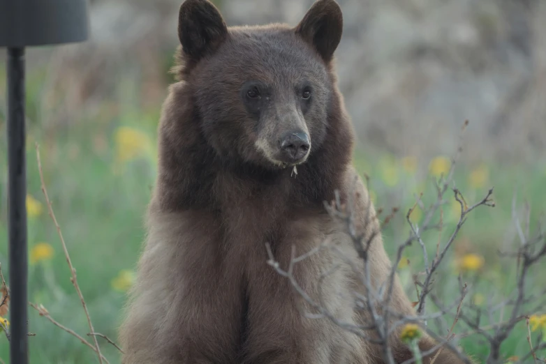 a brown bear stands next to a bush