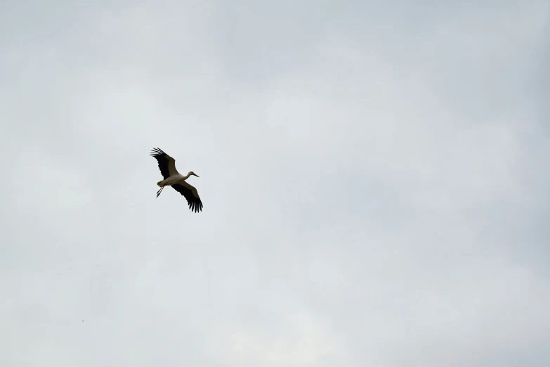 a big bird soaring in the sky by itself