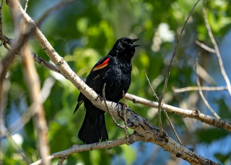 the bird has red on its back sitting on a nch