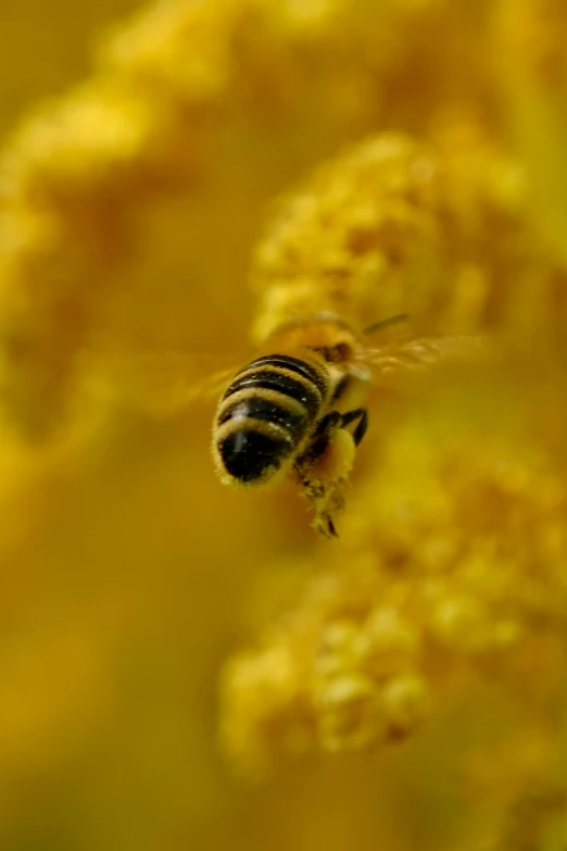 a close - up po of a bee flying