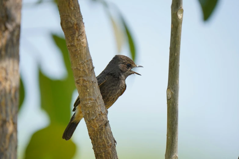 a bird perched on top of a wooden nch