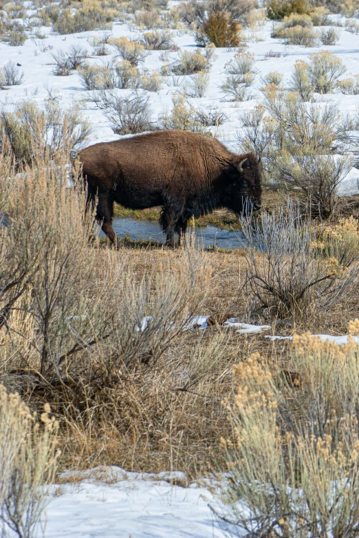 a bison walks through the brush of the flat land