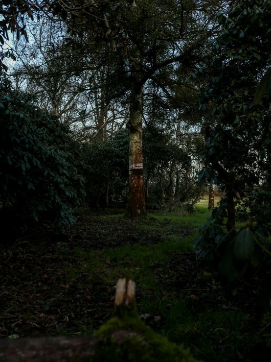 an old tree stump next to some very tall trees