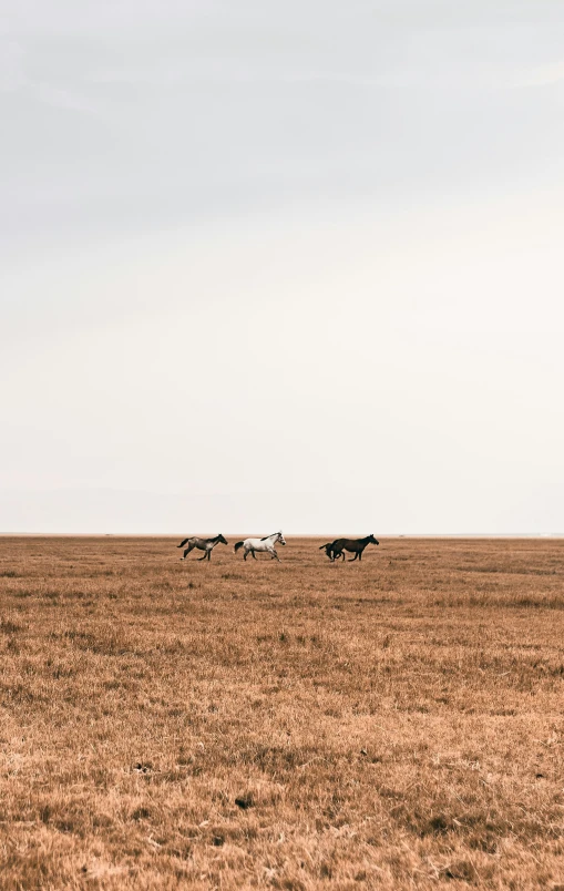 the herd of horses is running in an empty field