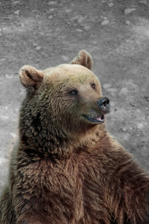 a brown bear sitting on its hind legs