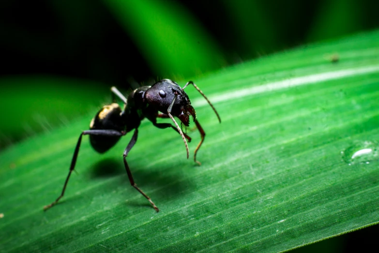 an image of a mosquito on a green leaf