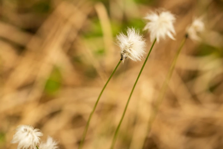 the dandelions look like they're blooming for the first time