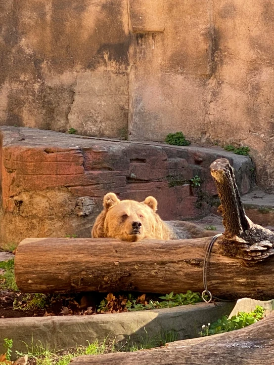 a brown bear is laying in the logs