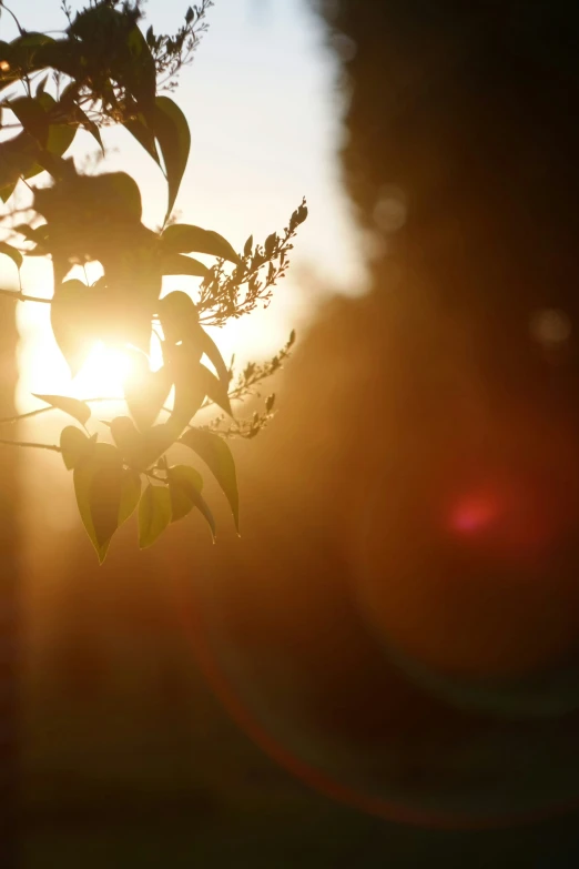 the sun shines on a tree with leaves