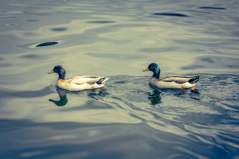 two ducks swimming on a calm lake