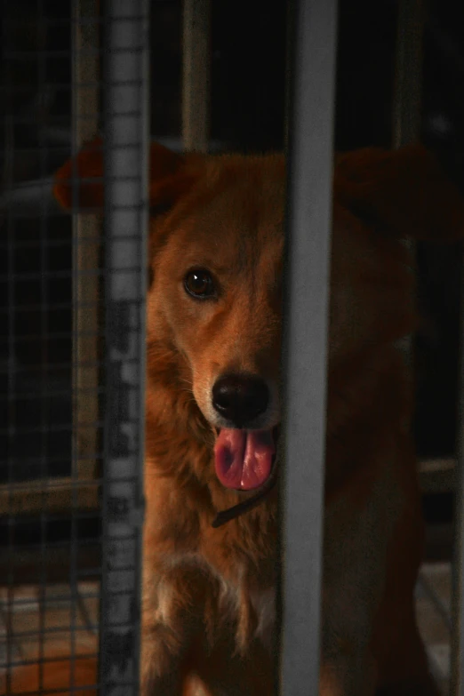 a dog has its tongue out behind a fence