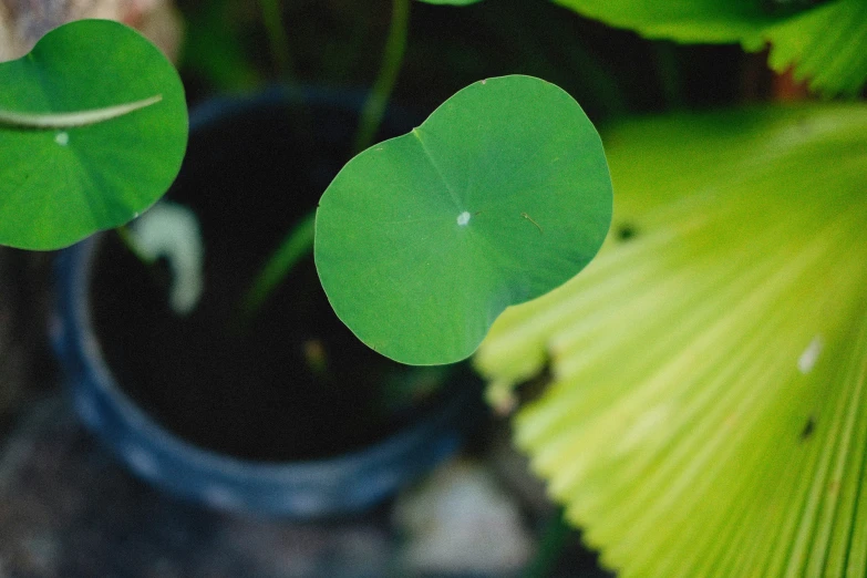 a closeup of a green leaf on a tree