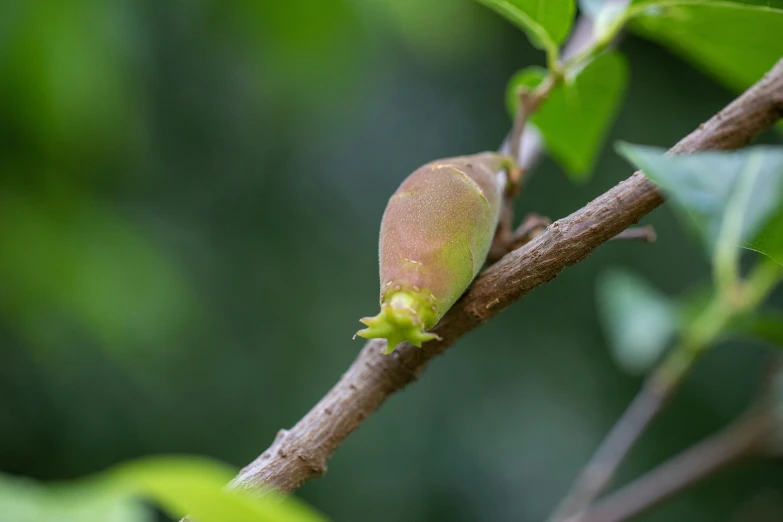 a leaf bud and budding of the back end of a tree nch