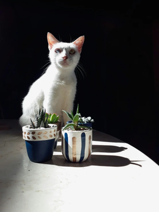 a white cat sitting near two ceramic plant pots