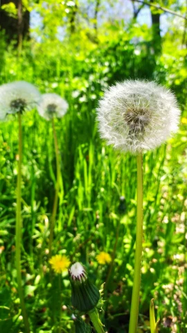 dandelions and grasses in an open field with blue sky