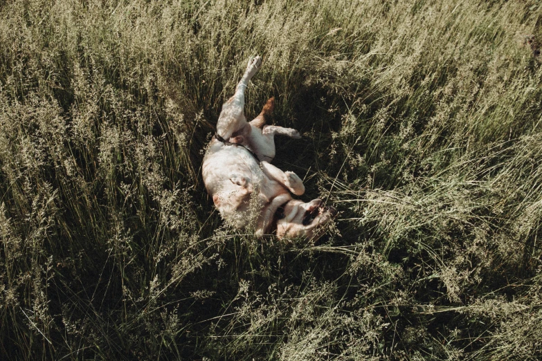 a dead dog that is laying in the grass