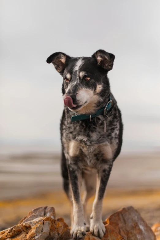 a black and white dog standing on top of rocks