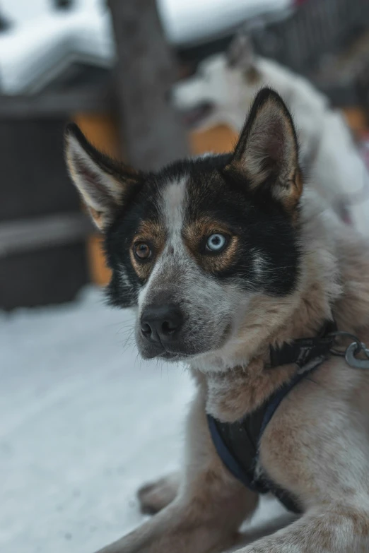 a dog looking to its left with a blue eyes