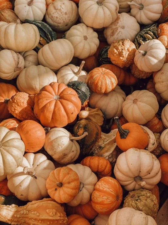 a large amount of pumpkins and gourds piled on top of each other