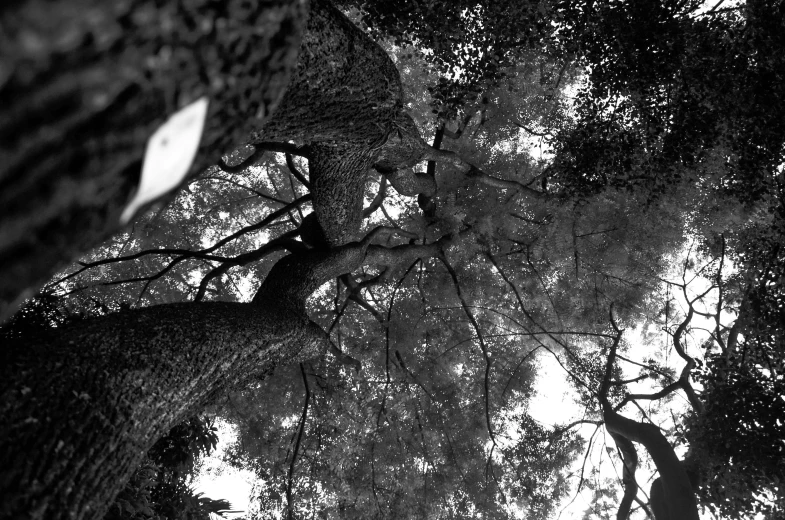 black and white image of trees with leaves