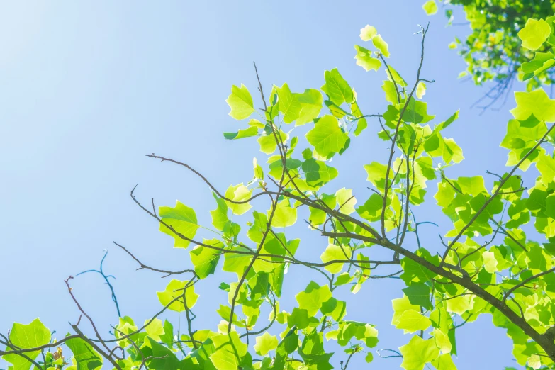 an unfocused view of leaves on the top nches of a tree