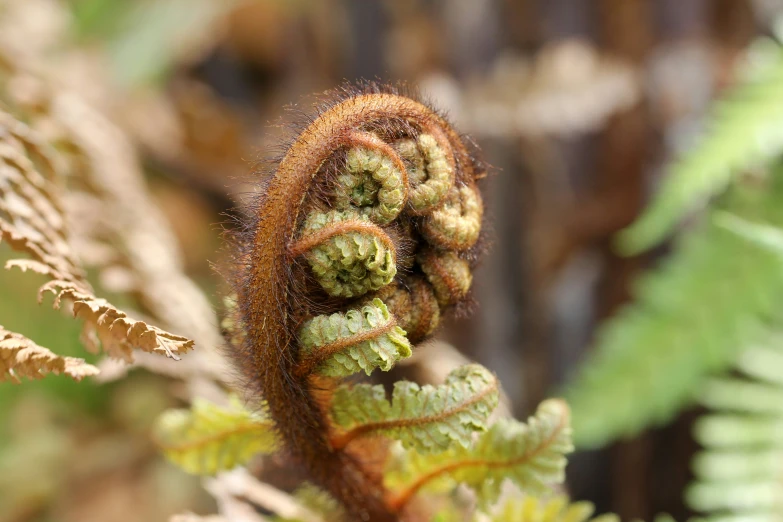 closeup s of a green and brown plant