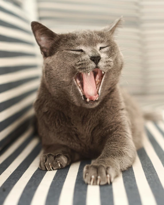 a gray cat opens its mouth wide on a striped chair