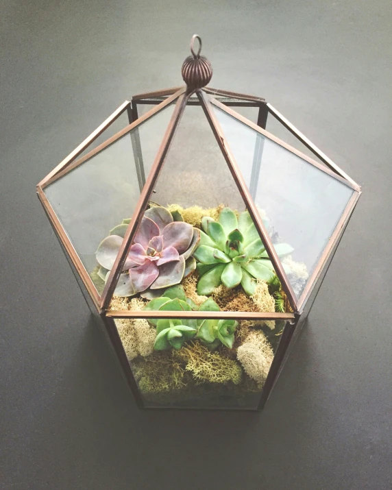 an outdoor display with plants in a glass box