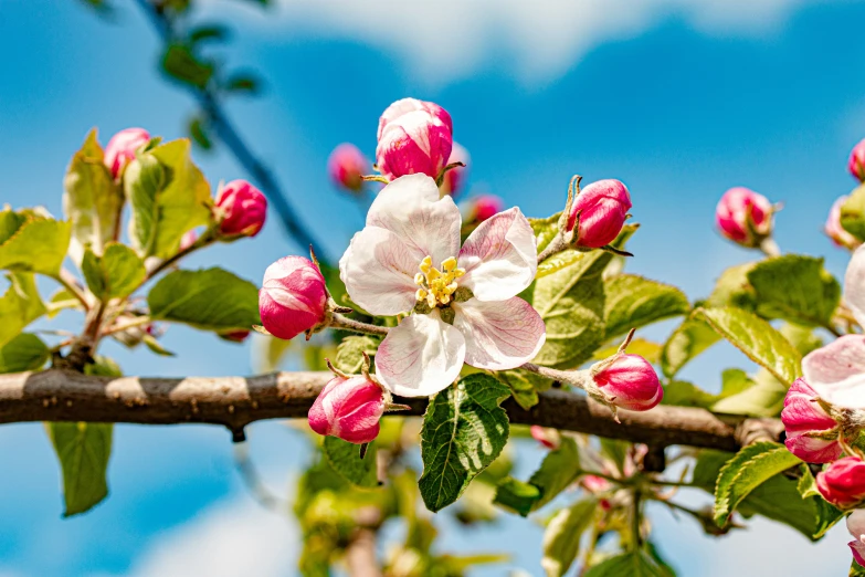 an open white and pink flower grows on a tree nch